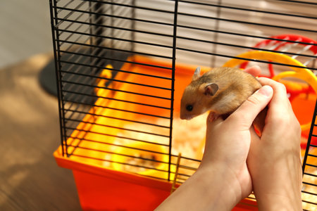 Little girl putting her hamster in cage at home, closeupの写真素材