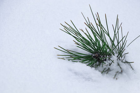 Small pine branch in snowdrift outdoors, closeup view. Space for textの写真素材