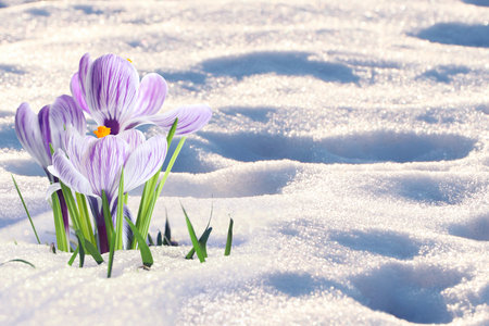 Beautiful spring crocus flowers growing through snow outdoors, space for textの写真素材