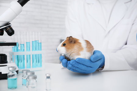 Scientist with guinea pig in chemical laboratory, closeup. animal testingの写真素材