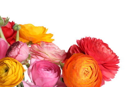 Beautiful fresh ranunculus flowers on white background, closeup