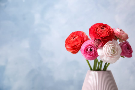 Beautiful fresh ranunculus flowers in vase on color background, space for textの写真素材
