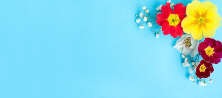 Primrose Primula Vulgaris flowers on light blue background, flat lay with space for text. spring seasonの写真素材