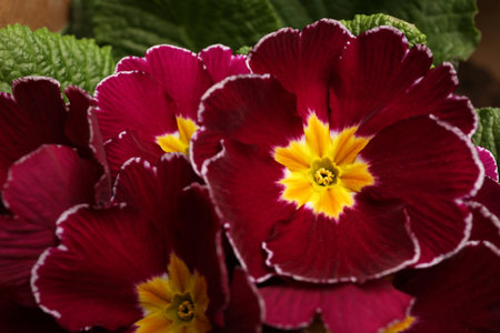 Beautiful primula (primrose) plant with burgundy flowers, closeup. spring blossomの写真素材