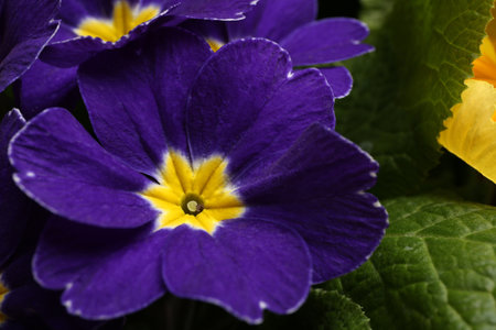 Beautiful primula (primrose) plant with purple flowers, closeup. spring blossomの写真素材