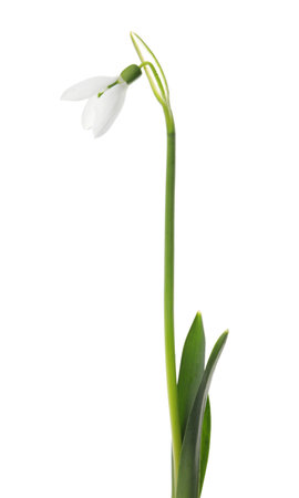 Beautiful snowdrop isolated on white. spring flowerの写真素材