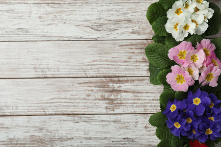 Primrose Primula Vulgaris flowers on white wooden background, flat lay with space for text. spring seasonの写真素材