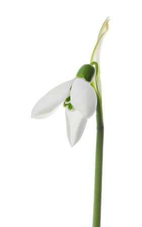 Beautiful snowdrop isolated on white. spring flowerの写真素材