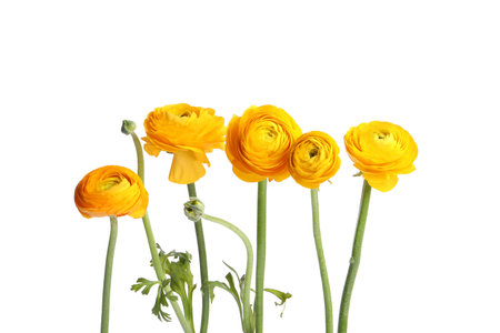 Beautiful fresh ranunculus flowers on white backgroundの写真素材