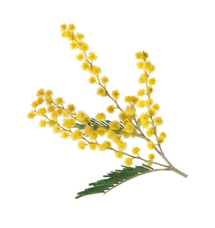 Beautiful mimosa plant with yellow flowers isolated on whiteの写真素材