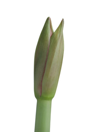 Beautiful fresh amaryllis bud on white backgroundの写真素材