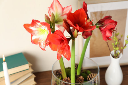 Beautiful red amaryllis flowers on table, closeupの写真素材