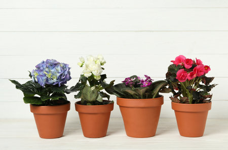 Different beautiful blooming plants in flower pots on white wooden tableの写真素材