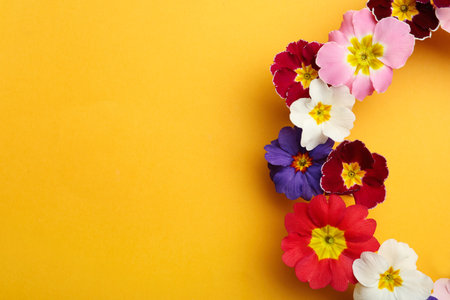 Primrose Primula Vulgaris flowers on yellow background, flat lay with space for text. spring seasonの写真素材