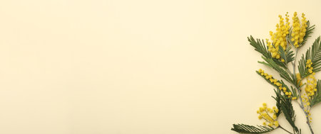 Beautiful mimosa flowers on beige background, flat lay. Space for textの写真素材