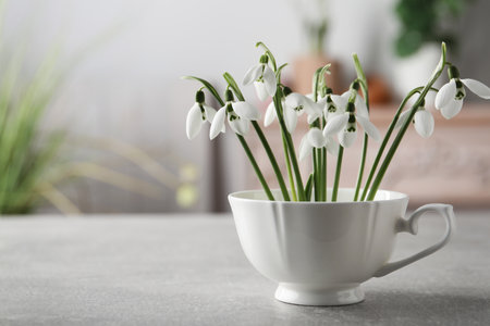 Beautiful snowdrop flowers in cup on light gray table, space for textの写真素材