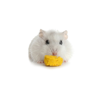 Cute funny pearl hamster eating on white backgroundの写真素材