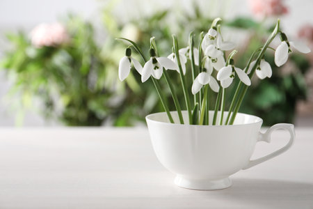 Beautiful snowdrop flowers in cup on white wooden table, space for textの写真素材