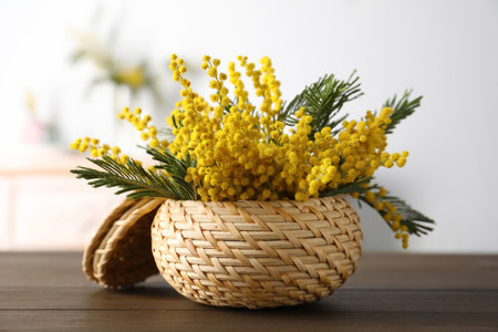 Beautiful mimosa flowers in wicker basket on wooden table indoorsの写真素材