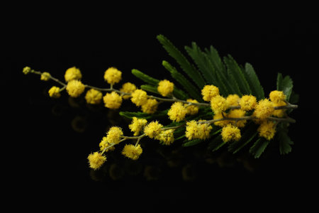Beautiful mimosa branch with yellow flowers on black background, closeupの写真素材