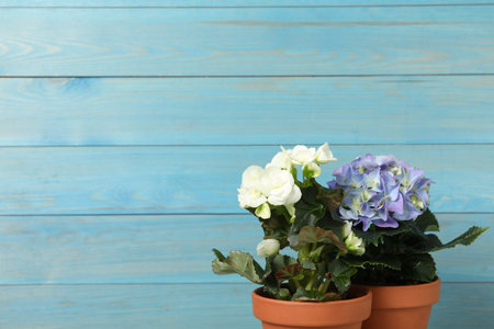 Different beautiful blooming plants in flower pots on blue wooden background, space for textの写真素材