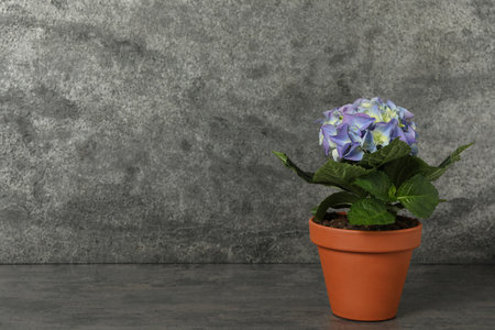Beautiful blooming hydrangea flower in pot on gray table, space for textの写真素材