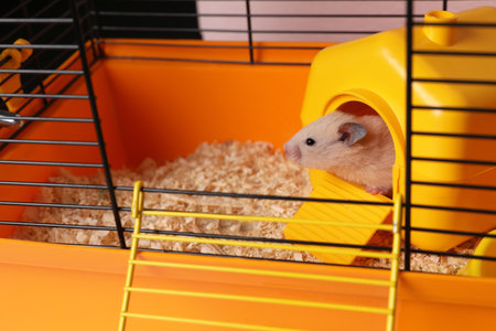 Cute little hamster inside decorative house in open cageの写真素材