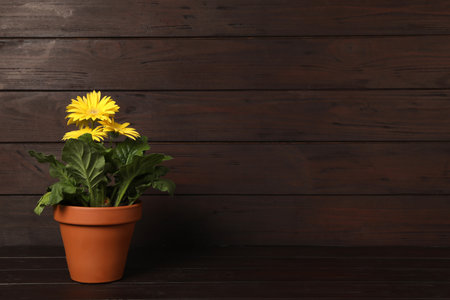 Beautiful blooming gerbera flower in pot on wooden table, space for textの写真素材