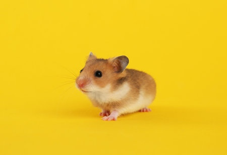 Cute little fluffy hamster on yellow backgroundの写真素材