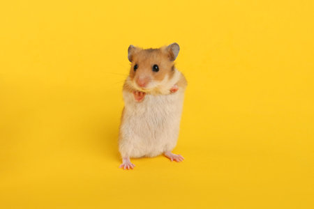 Cute little fluffy hamster on yellow backgroundの写真素材