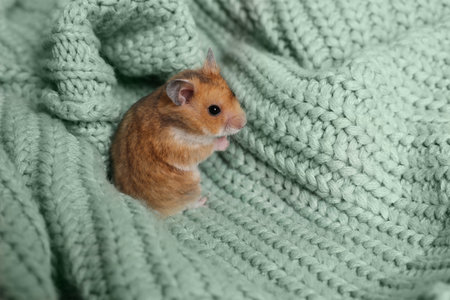 Cute little hamster on green knitted sweater, space for textの写真素材