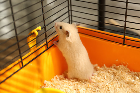 Cute little fluffy hamster playing in cageの写真素材