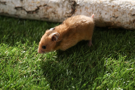 Cute little hamster on green grass outdoorsの写真素材
