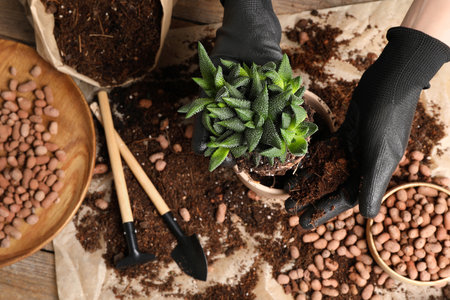 Woman transplanting Haworthia into pot at table, top view. house plant careの写真素材