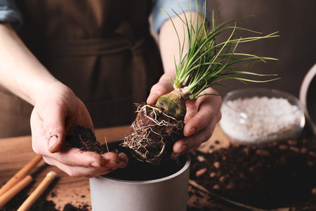 Woman transplanting Nolina into pot at table, closeup. house plant careの写真素材