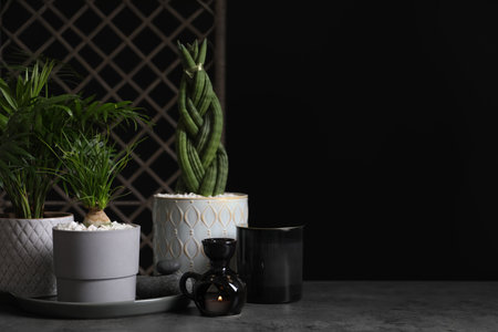 Beautiful Sansevieria, Nolina and Chamaedorea in pots with decor on gray table, space for text. different house plantsの写真素材