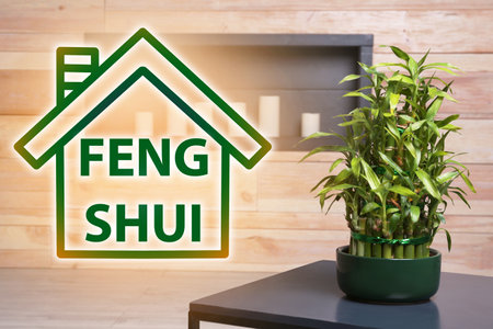 Pot with green bamboo on table in room. Feng Shui philosophyの写真素材