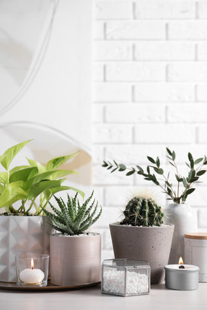 Beautiful Scindapsus, Aloe and Cactus in pots with decor on gray table against white brick wall, space for text. different house plantsの写真素材