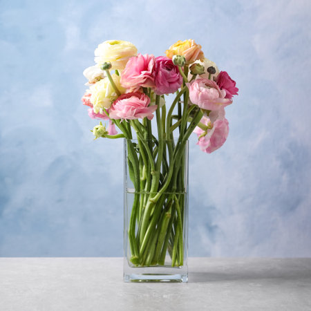 Beautiful ranunculus flowers in glass vase on tableの写真素材