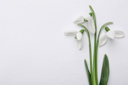 Beautiful snowdrops on white background, top viewの写真素材