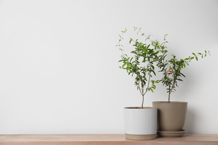 Pomegranate plants with green leaves in pots on wooden table near white wall, space for textの写真素材