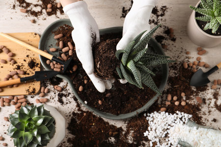 Woman transplanting Haworthia at table, top view. house plant careの写真素材