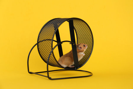 Cute little hamster in spinning wheel on yellow backgroundの写真素材