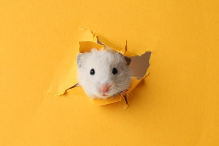Cute little hamster looking out of hole in yellow paperの写真素材