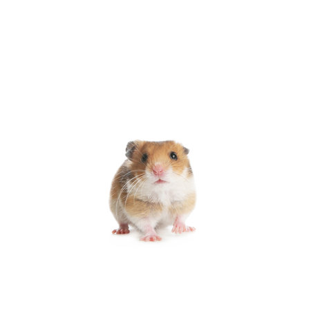 Adorable Syrian hamster on white background. small petの写真素材