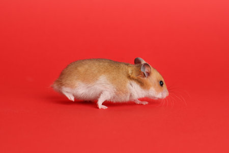 Cute little fluffy hamster on red backgroundの写真素材