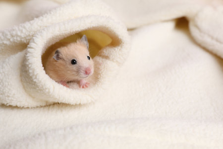 Cute little hamster in sleeve of white sweater, space for textの写真素材
