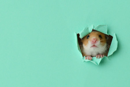 Cute little hamster looking out of hole in turquoise paper. Space for textの写真素材