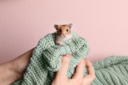 Woman holding cute little hamster on green knitted sweater against pink background, closeupの写真素材