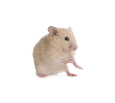 Adorable Syrian hamster on white background. small petの写真素材